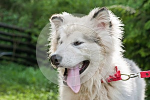 Young Alaskan Malamute portrait breed puppy