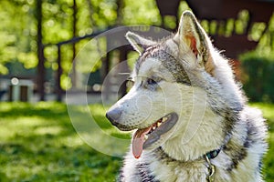 Young alaskan malamute sled breed puppy sitting and smiling outdoor