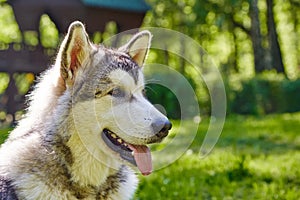 Young alaskan malamute sled breed puppy sitting and smiling outdoor