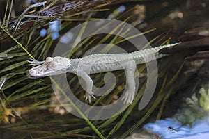 Young Albino Alligator In The Water