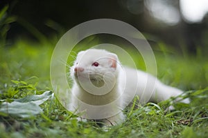 Young albino ferret baby in the spring grass