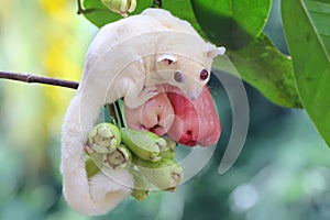 A young albino sugar glider eating a pink malay apple.