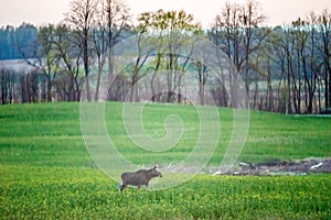 Moose at sunrise, raps field in spring