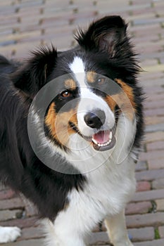 A young alert collie dog