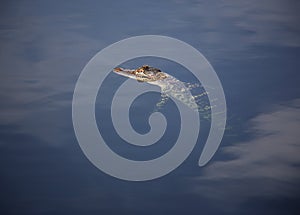 Young aligator resting on the lake. On a nature background