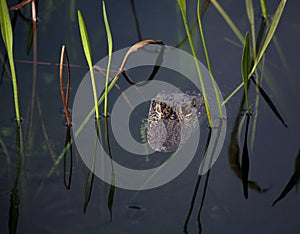 Young aligator resting on the lake. On a nature background with green grass