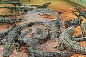 Young Aligators in Everglades Alligator Farm. Florida.