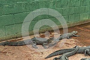 Young Aligators in Everglades Alligator Farm. Florida.