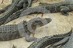 Young Aligators in Everglades Alligator Farm. Florida.