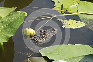 A Young Alligator in the Florida Everglades, United States