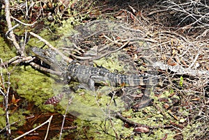 Young Alligator in Florida Marsh