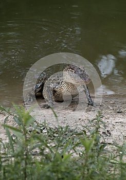 Young Alligator Next to the Water