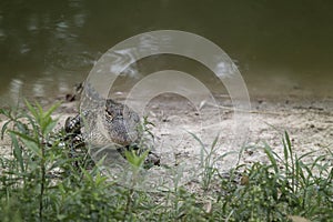 Young Alligator Next to the Water