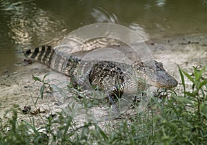 Young Alligator Next to the Water