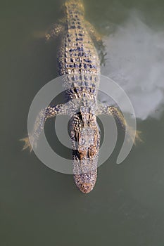 Young alligator next to the water