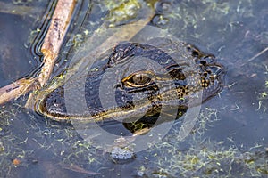 Young Alligator\'s Head Surfacing Above Water