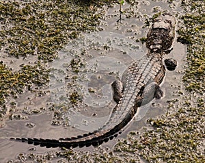 A young alligator in a small Florida a swamp hunting for live food.