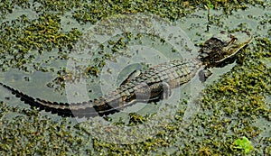 A young alligator in a small Florida a swamp hunting for live food.