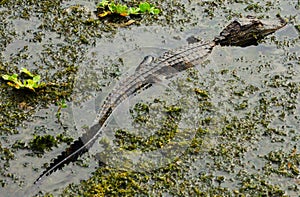 A young alligator in a small Florida a swamp hunting for live food.