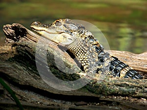 Young Alligator Sunning on Log photo