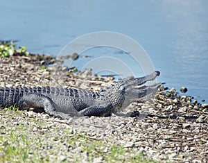Young alligator sunning near  lake photo