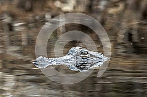 Young alligator swimming in Okefenokee Swamp  eyes peering out of blackwater