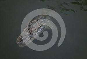 Young Alligator in the Water