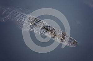 Young Alligator in the Water