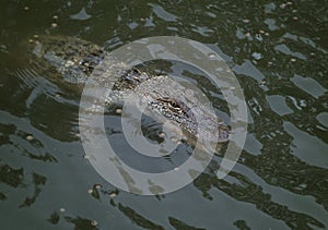 Young Alligator in the Water with Fish Food