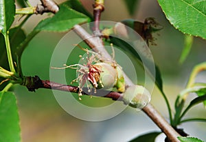 Young Almond Drupes photo