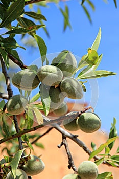 Young almonds