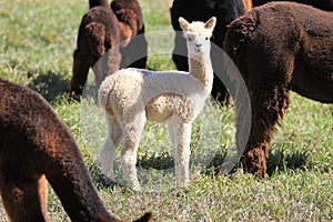 Young alpaca in a herd