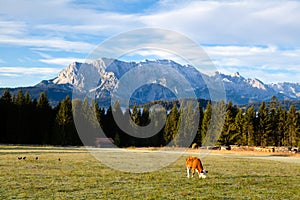 Young alpine cow on pasture