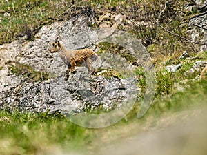 Young alpine ibex