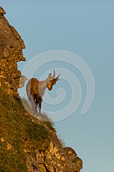 Young alpine ibex capricorn standing looking down on cliff