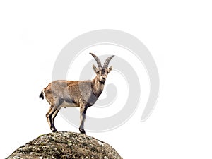 Young alpine ibex male isolated on white background