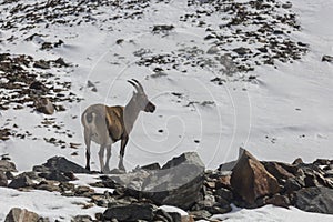 Young Alpine Ibex mountain goat on the rocks in the meadows, Mount Blanc, France