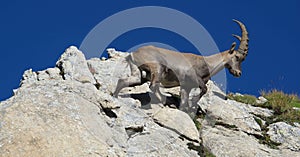 Young alpine ibex walking on a rock