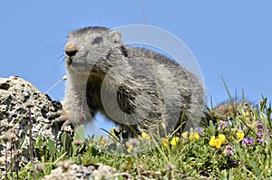 Young Alpine marmot