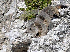 Young alpine marmot standing