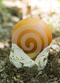 Young Amanita caesarea known as Caesar`s mushroom