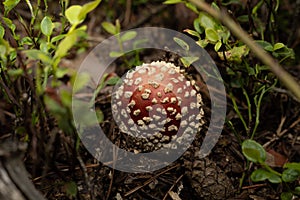 Young Amanita muscaria (fly agaric), poisonous mushroom in autumn