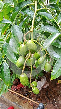 Young ambarella fruit is green