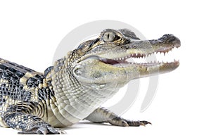 Young American Alligator photo