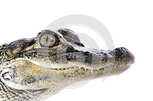 Young American Alligator