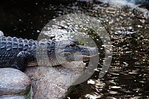 Young American Alligator Alligator mississippiensis