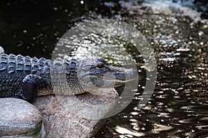 Young American Alligator Alligator mississippiensis