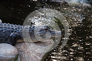 Young American Alligator Alligator mississippiensis