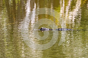 Young American Alligator mississippiensis