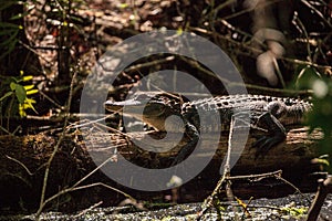 Young American Alligator mississippiensis basking